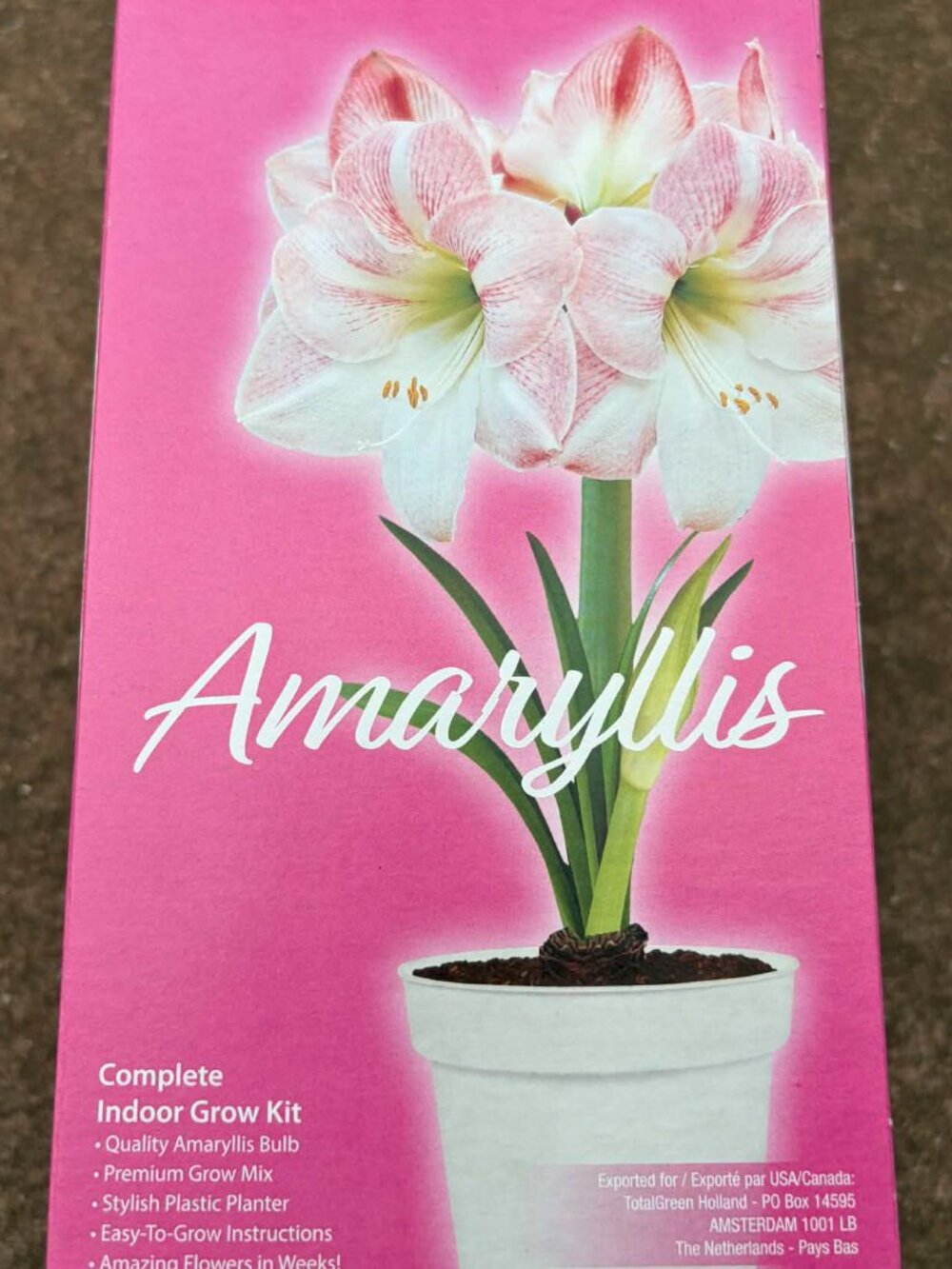 Pink Amaryllis box-empty-NEW!